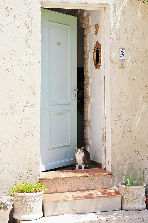 Cat Standing In Open Front Door Photograph by Twins