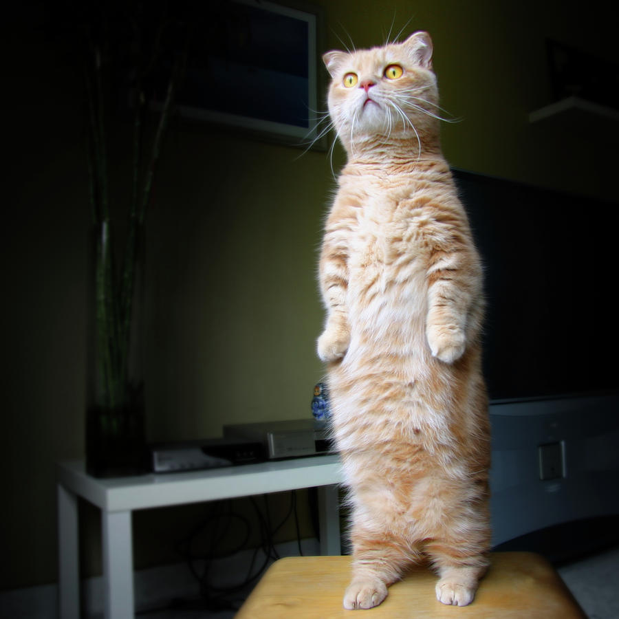 Cat Standing On A Chair Photograph by Leoch Studio