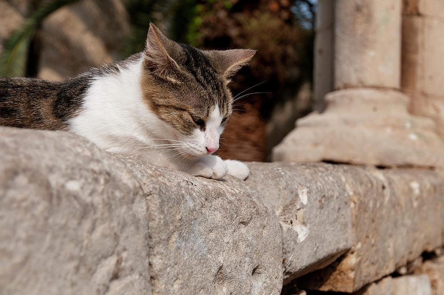 Cat Sunning Itself On Stone Wall Photograph by Stuart Mccall