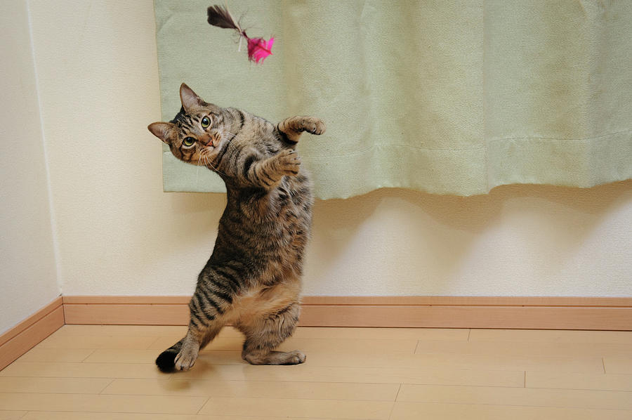 Cat Swing Photograph by Akimasa Harada