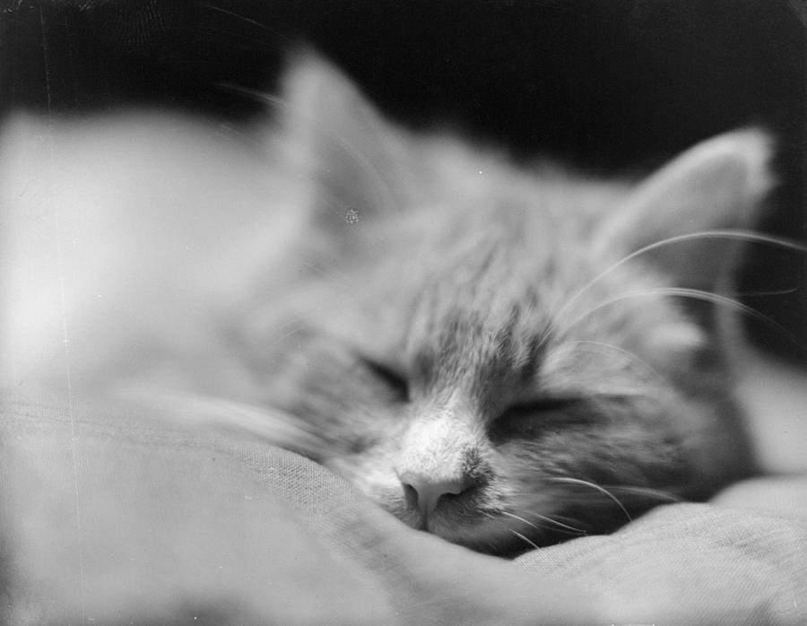 Cat Tired Photograph by Chaloner Woods
