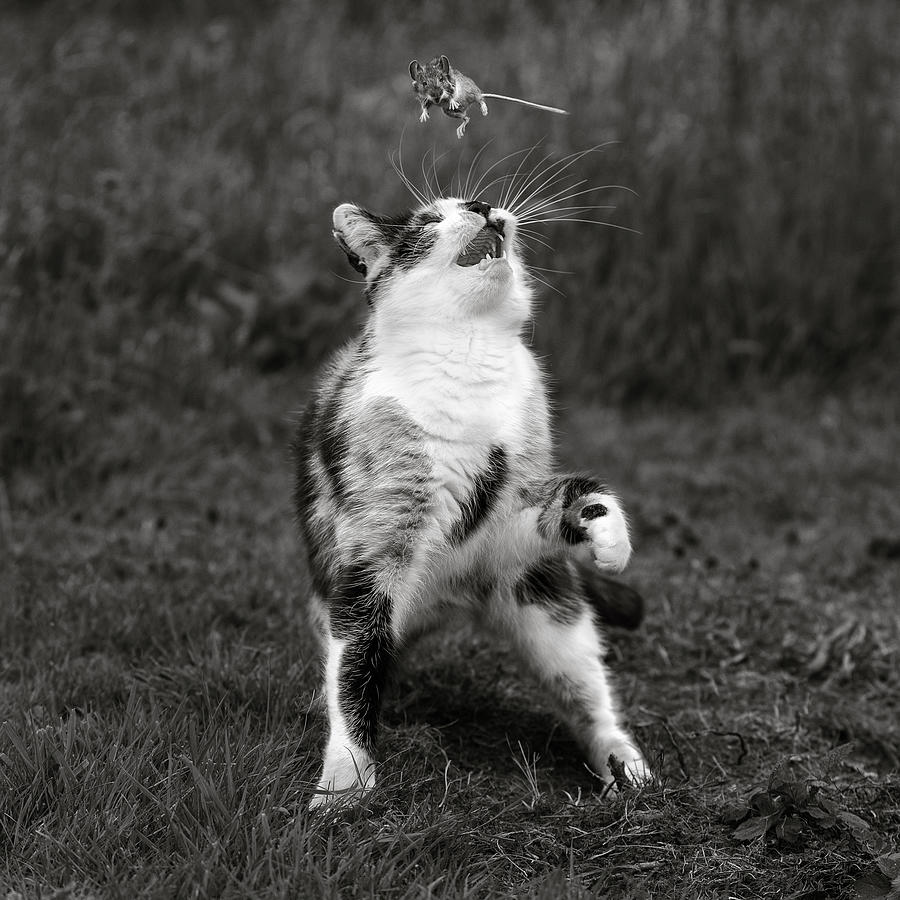 Black And White Photograph - Cat Trap by Hugh Wilkinson