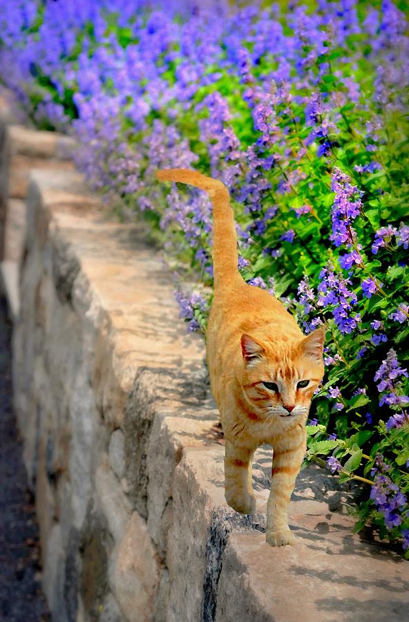 Cat Walk Photograph by Diana Angstadt