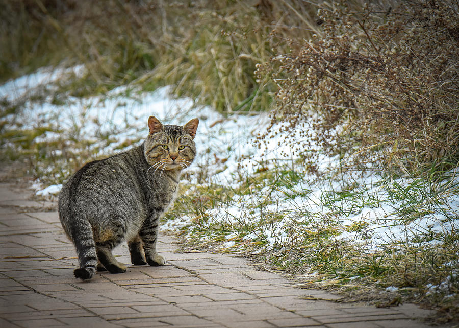 Cat Walk Photograph by Michelle Wittensoldner