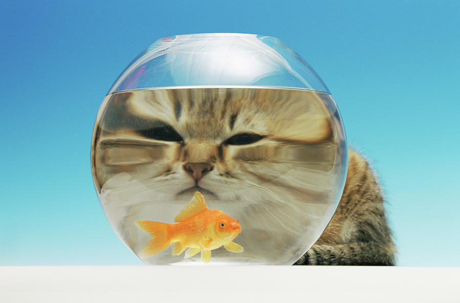 Goldfish Digital Art - Cat Watching A Goldfish by 