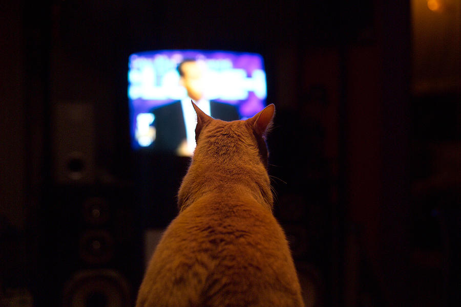 Cat Watching Tv Digital Art by Claudia Uripos