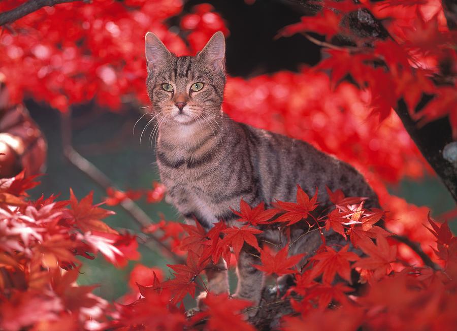 Cat With Red Leaves Digital Art by Robert Maier