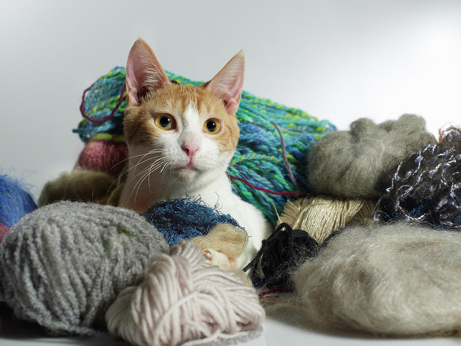 Cat With Yarn Photograph by Ryan Mcvay
