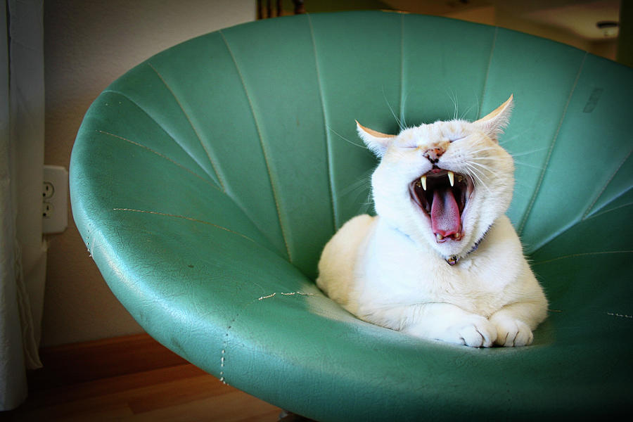 Cat Yawning In A Vintage Blue Green Photograph by Carrie Anne Castillo