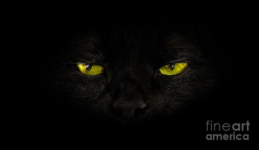 Cat yellow eyes Photograph by Benny Marty