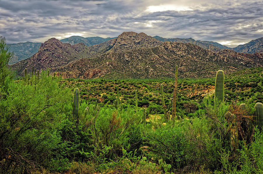 Catalina Foothills h1130 Photograph by Mark Myhaver