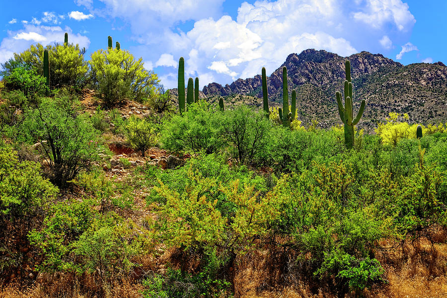 Catalina Foothills h1528 Photograph by Mark Myhaver