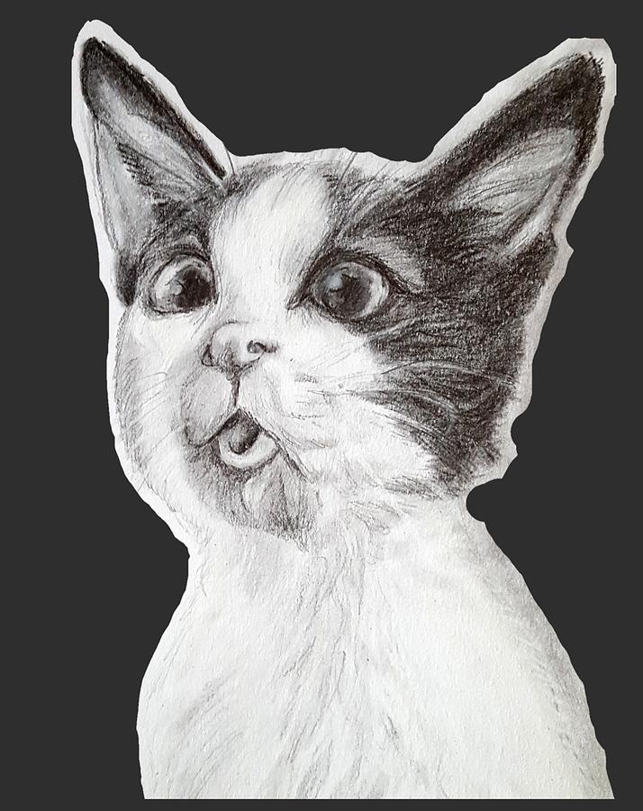 Cat Drawing - Catalina Miracle from Morocco Black and White by Nicole Mastroserio