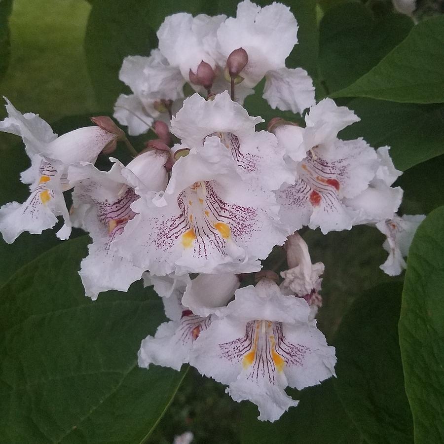 Catalpa Blossom Photograph by Kelly Cullen