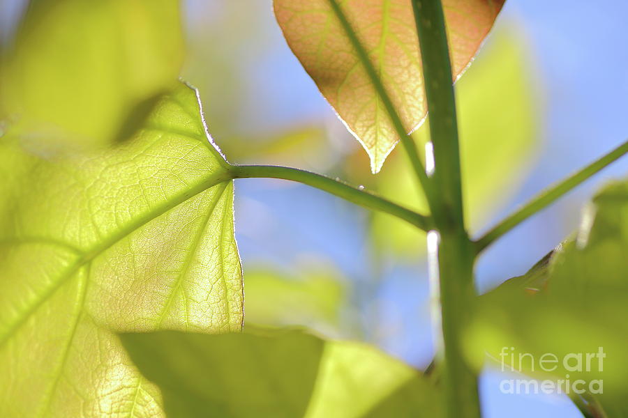 Summer Photograph - Catalpa leaf by Gregory DUBUS