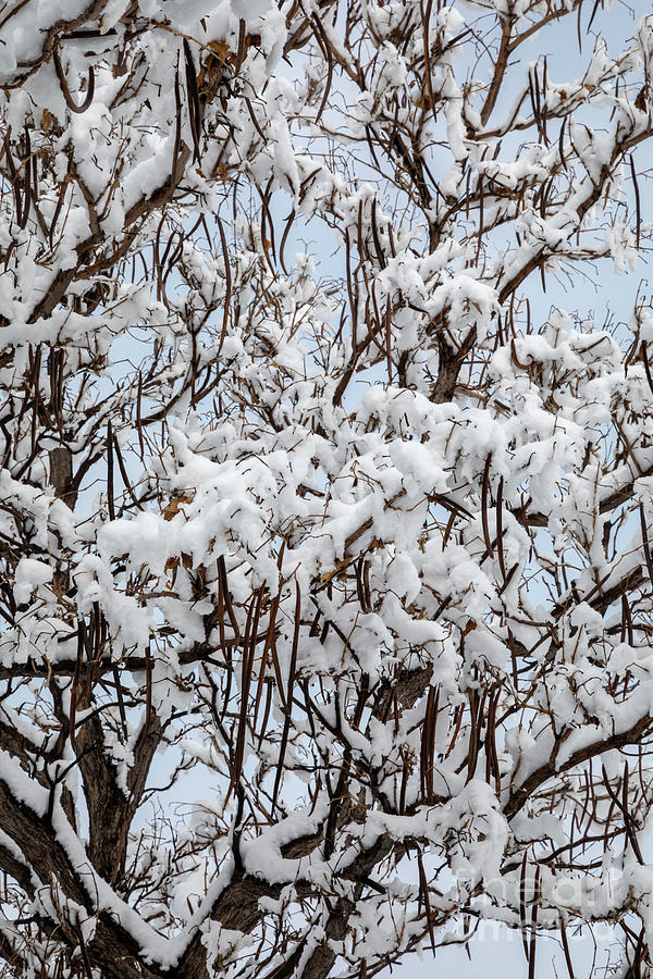 Catalpa Tree In Winter Photograph by Jim West/science Photo Library ...