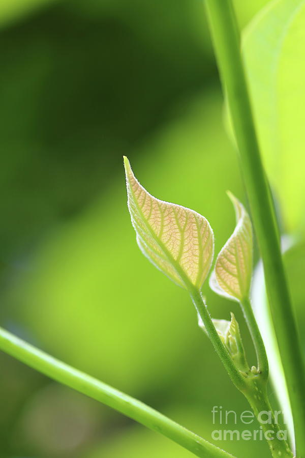 Young leaf foto