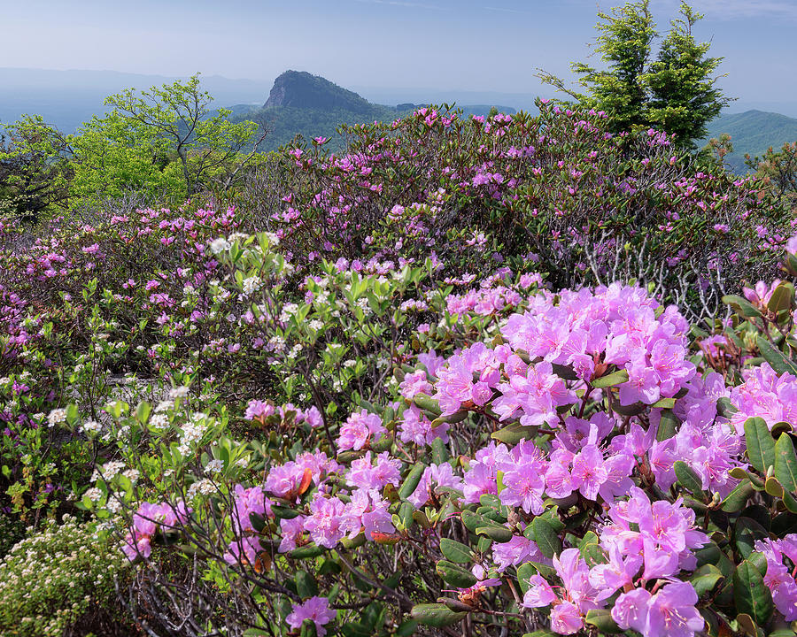 Flower Photograph - Catawba Rhododendron Table Rock  by Mike Koenig