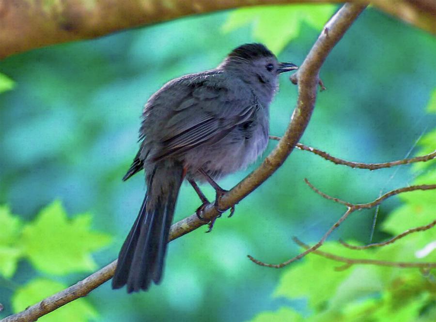 Catbird Seat Photograph by Jeremy Guerin