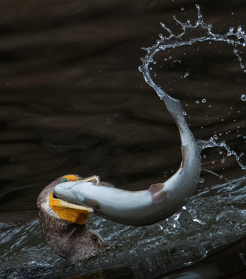 Wildlife Photograph - Catch Big by Chao Feng