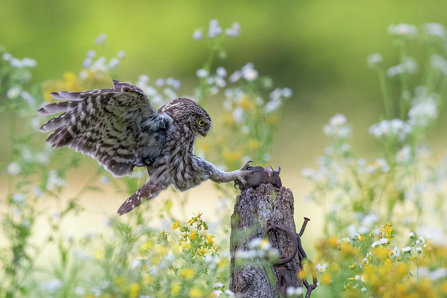 Wildlife Photograph - Catch!!! by Marco Redaelli