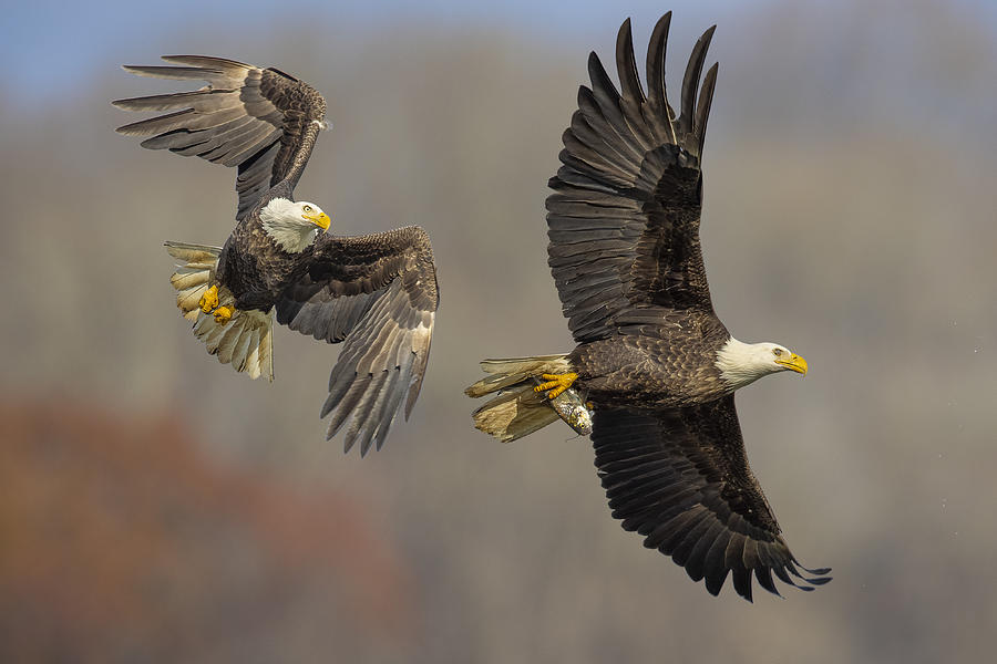 Eagle Photograph - Catch Me If You Can by Mountain Cloud