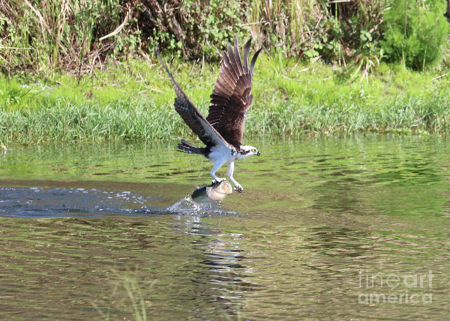 Osprey Photograph - Catch of the Day by Carol Groenen