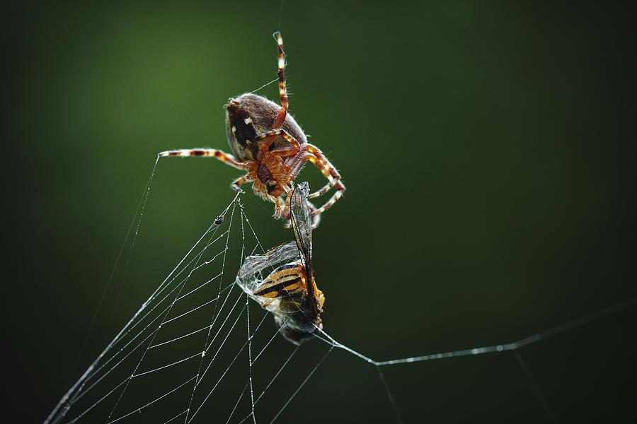 Spider Photograph - Catch Of The Day by Niels Christian Wulff