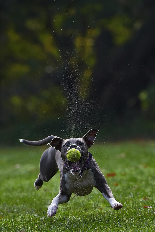 Dog Photograph - Catch The Moment. by Davorin Volavek