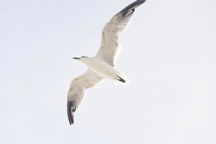 Seagull Photograph - Catch the Wind by Julie Richie