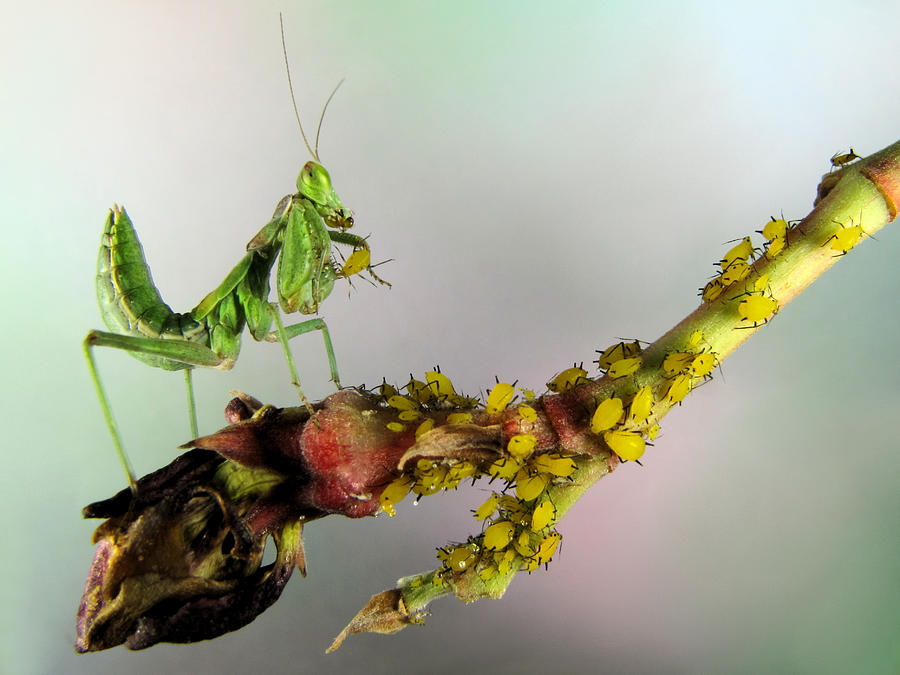 Catching Aphids Photograph by Jimmy Hoffman