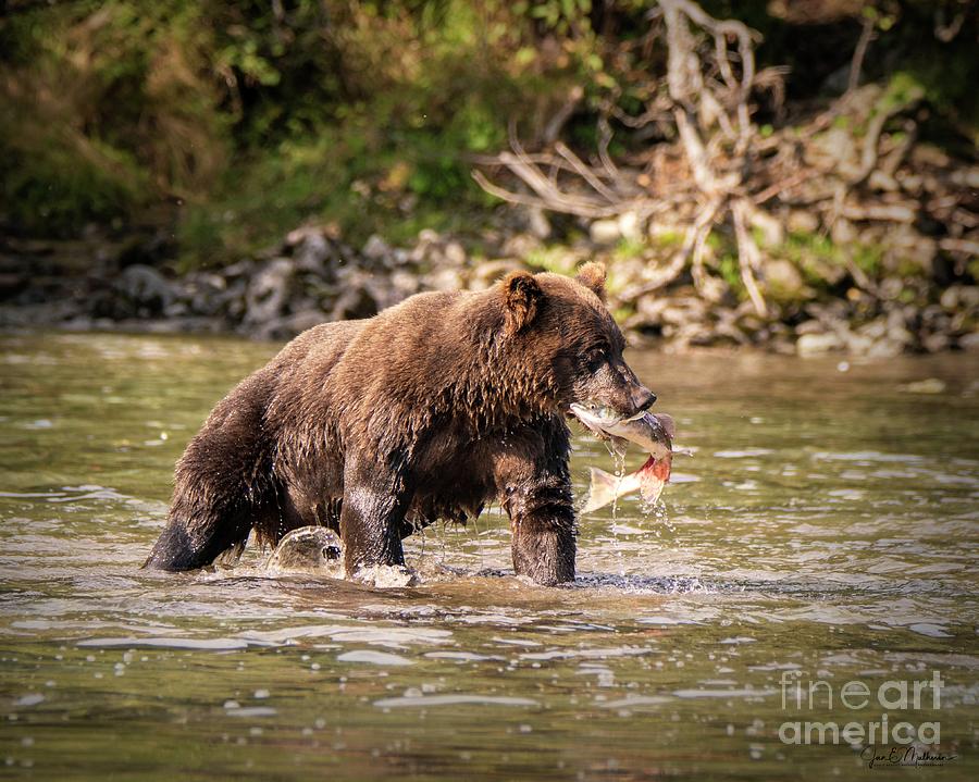 Catching Breakfast - Bears Photograph