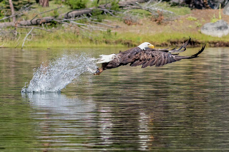 Fly Fishing Photograph by Randy Robbins