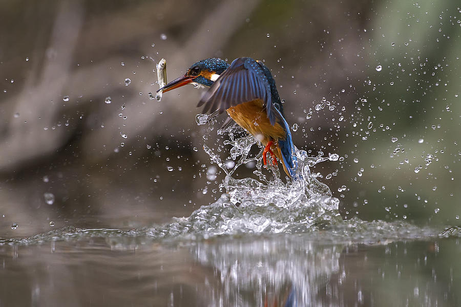 Kingfisher Photograph - Catching by Marco Redaelli