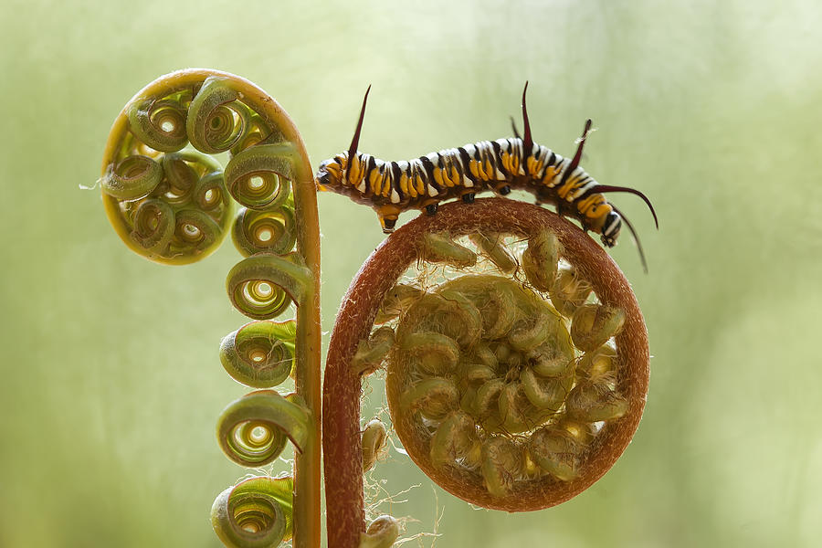 Macro Photograph - Caterpillar And Ferns by Abdul Gapur Dayak