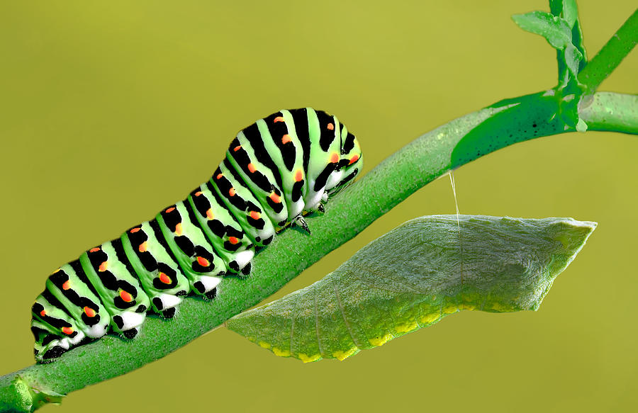 Nature Photograph - Caterpillar And Pupa by Mustafa ztrk