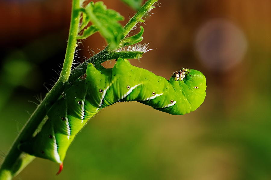 Caterpillar at lunch by Jordan Paw Caterpillar at lunch by Jordan Paw