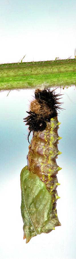 Wildlife Photograph - Caterpillar Chrysalis Formation by Dr Keith Wheeler/science Photo Library