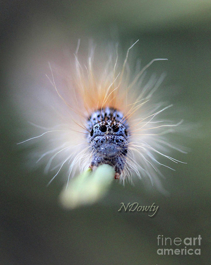 Caterpillar Face Photograph by Natalie Dowty