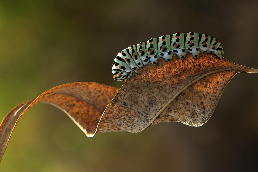 Insects Photograph - Caterpillar by Hasan Hizli
