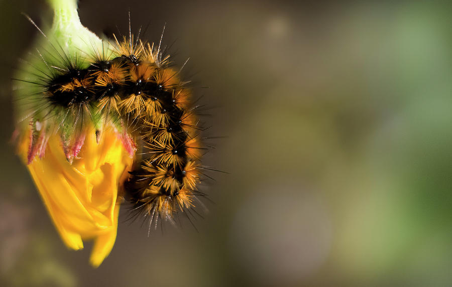Nature Photograph - Caterpillar Holding On To A Branch by Cavan Images