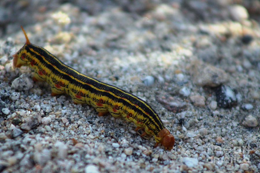Caterpillar in Coachella Wildlife Preserve 2 Photograph by Colleen Cornelius
