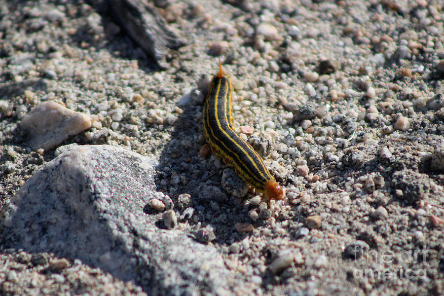 Caterpillar in Coachella Wildlife Preserve Photograph by Colleen Cornelius
