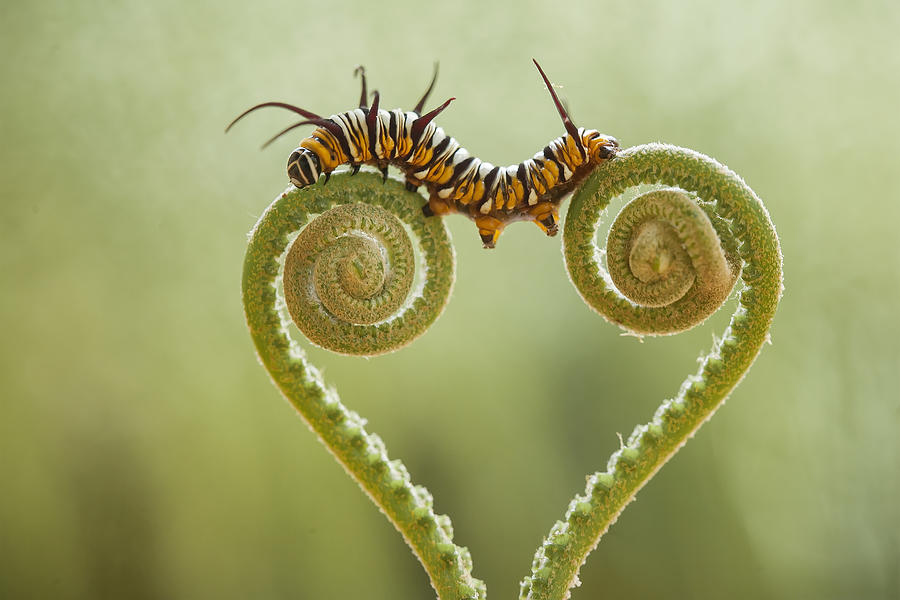 Macro Photograph - Caterpillar In Love by Abdul Gapur Dayak