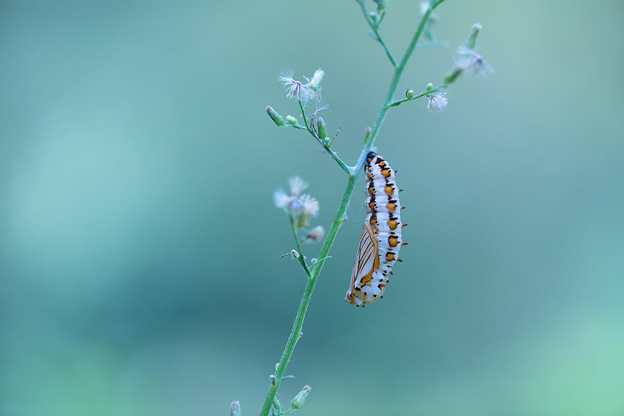 Nature Photograph - Caterpillar by Ivy Deng