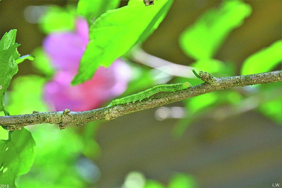 Caterpillar Photograph by Lisa Wooten