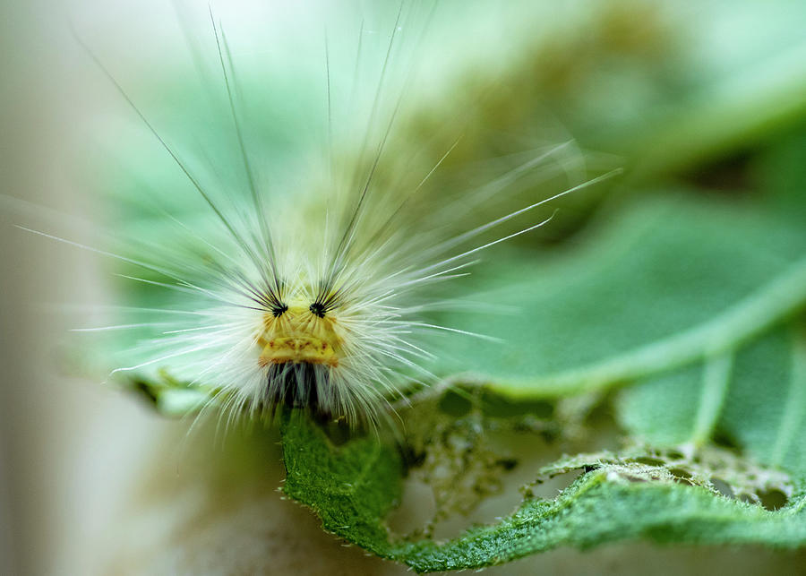 Caterpillar Macro Photograph by Cathy Kovarik