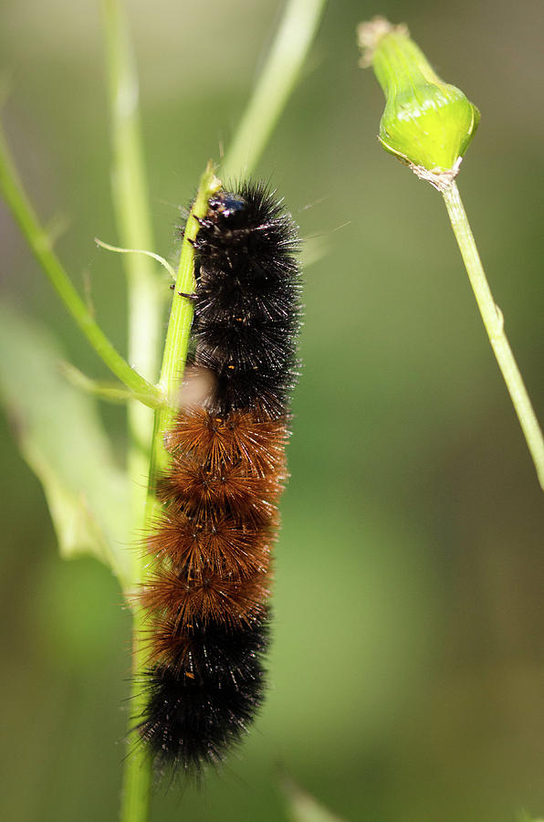 Caterpillar by Nikki Watson McInnes Caterpillar by Nikki Watson McInnes