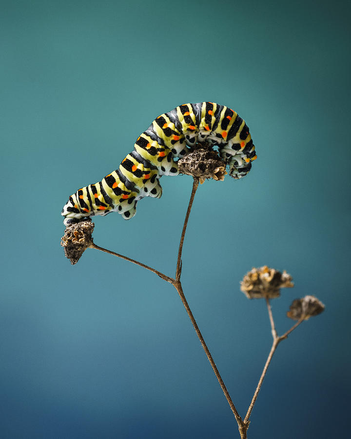 Nature Photograph - Caterpillar by Nikolay Tashkov Sefanov