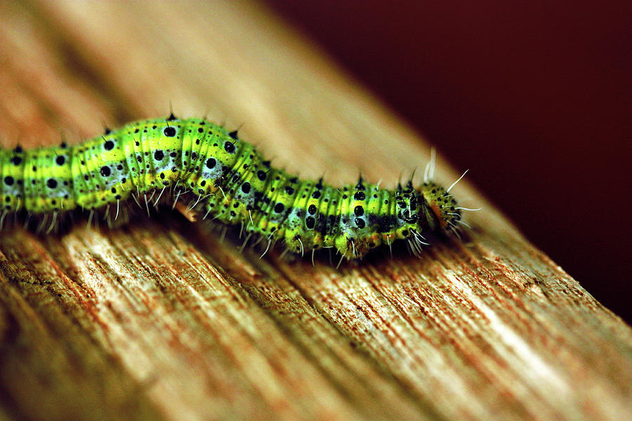 Caterpillar Photograph by Paypal